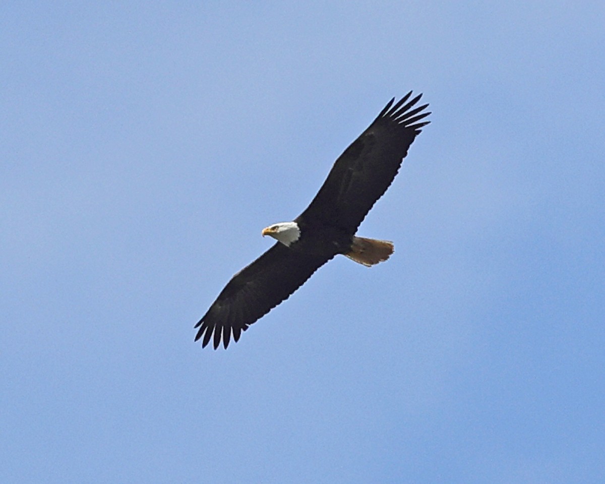 Bald Eagle - Tom Murray