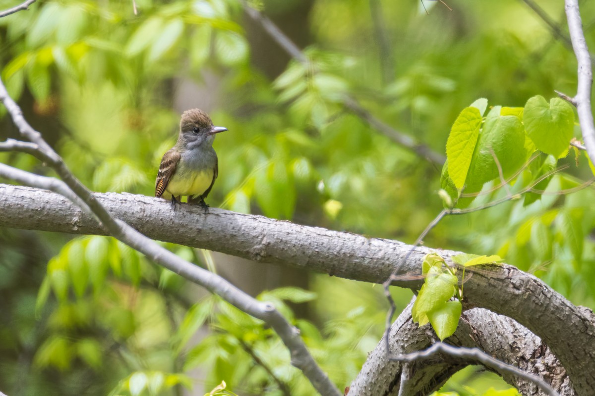 Great Crested Flycatcher - Harris Stein