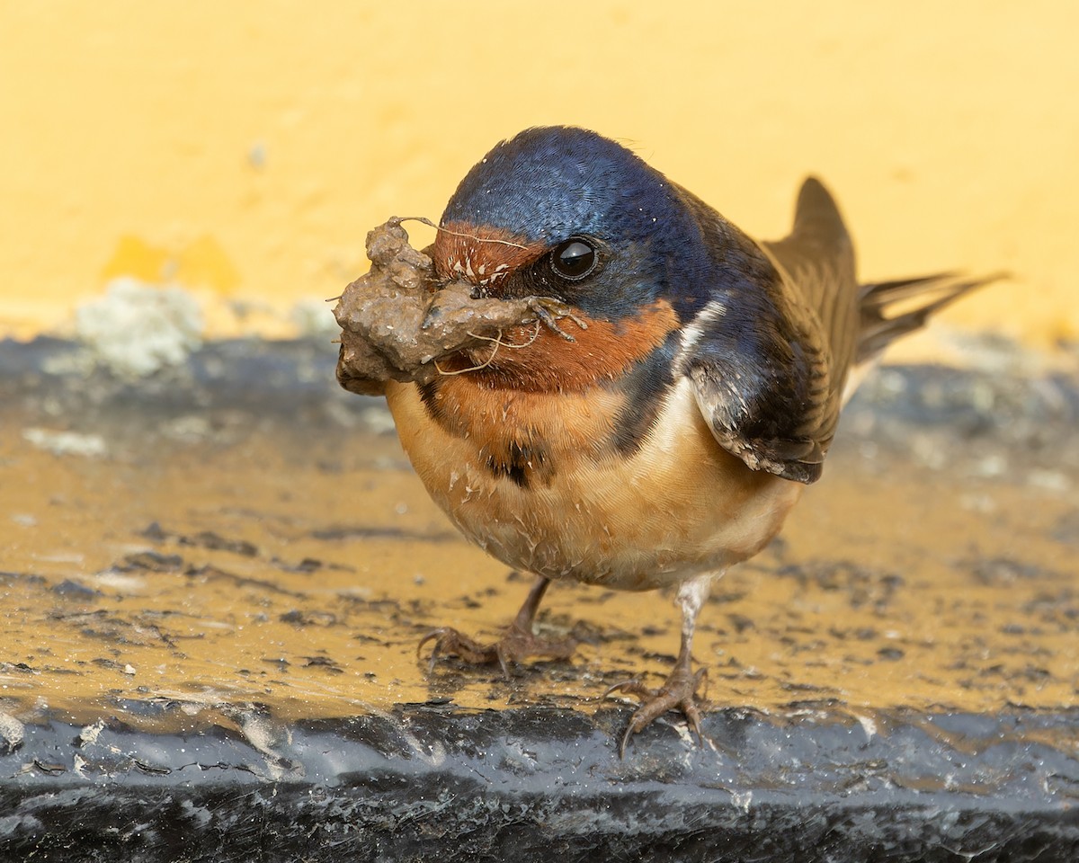 Barn Swallow - Kyle Blaney