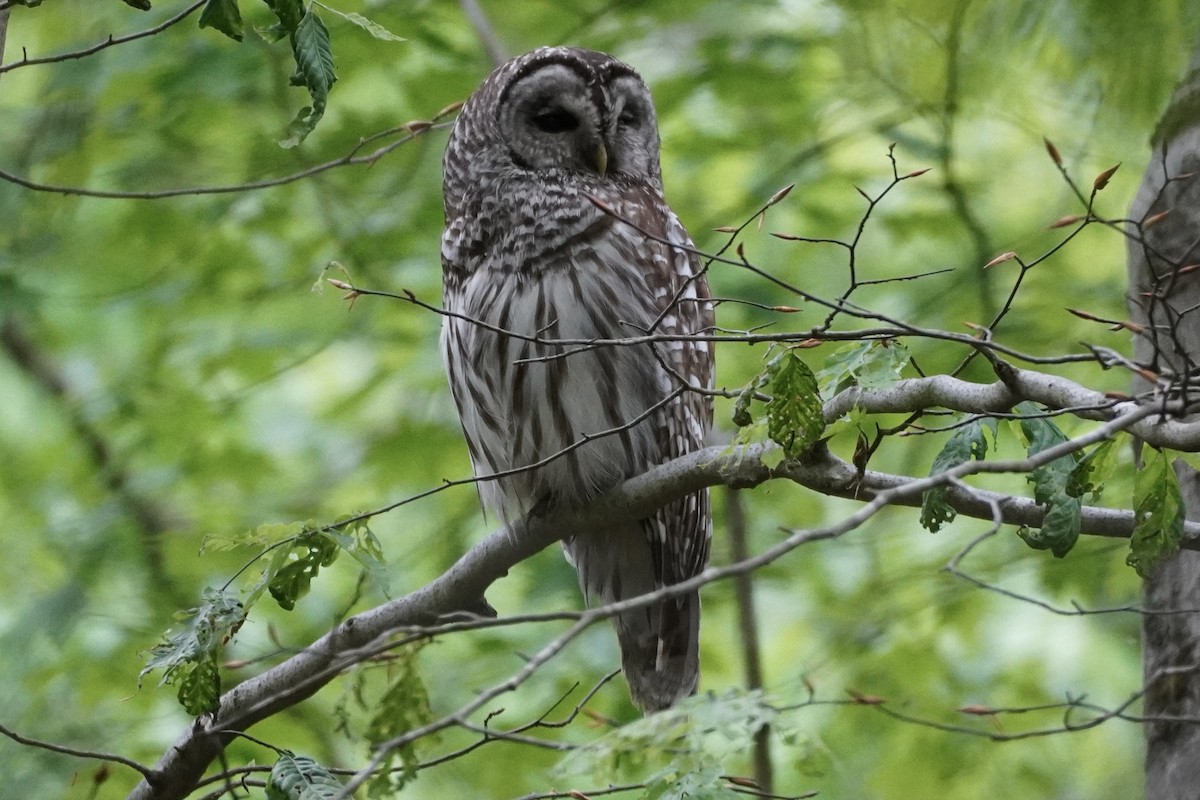 Barred Owl - linda kleinhenz