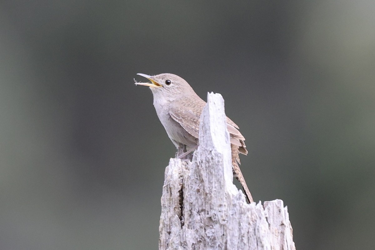 House Wren - Sandy Pringle