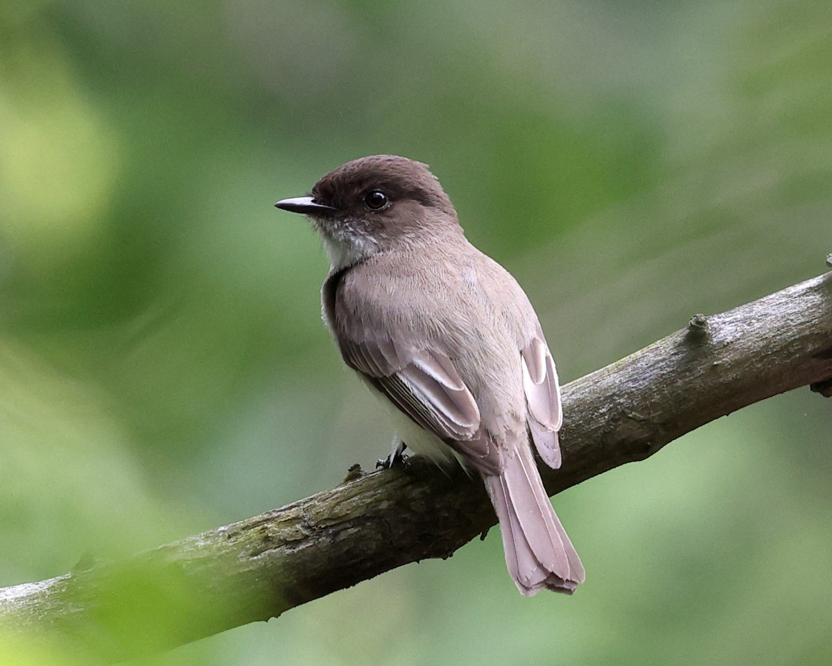 Eastern Phoebe - Tom Murray