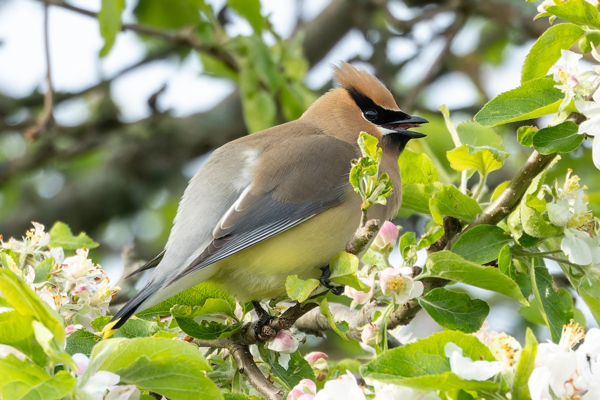 Cedar Waxwing - Kyle Blaney