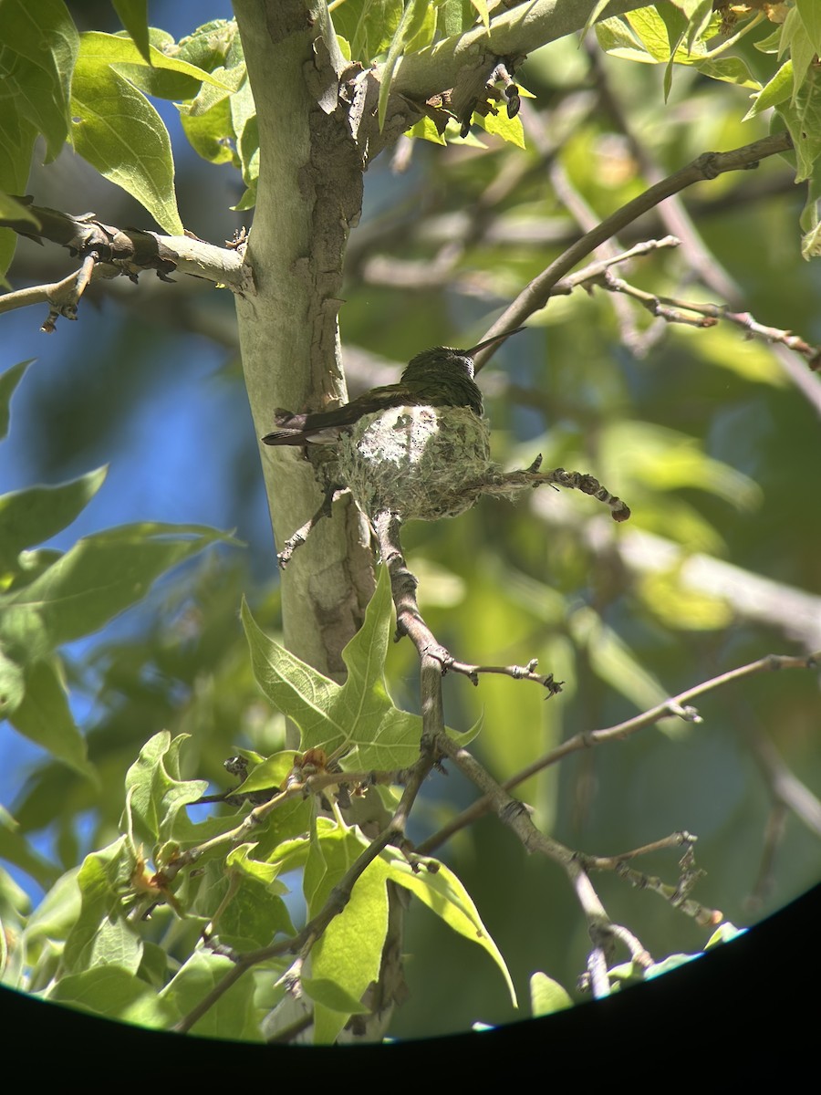 Berylline Hummingbird - Ken Blankenship