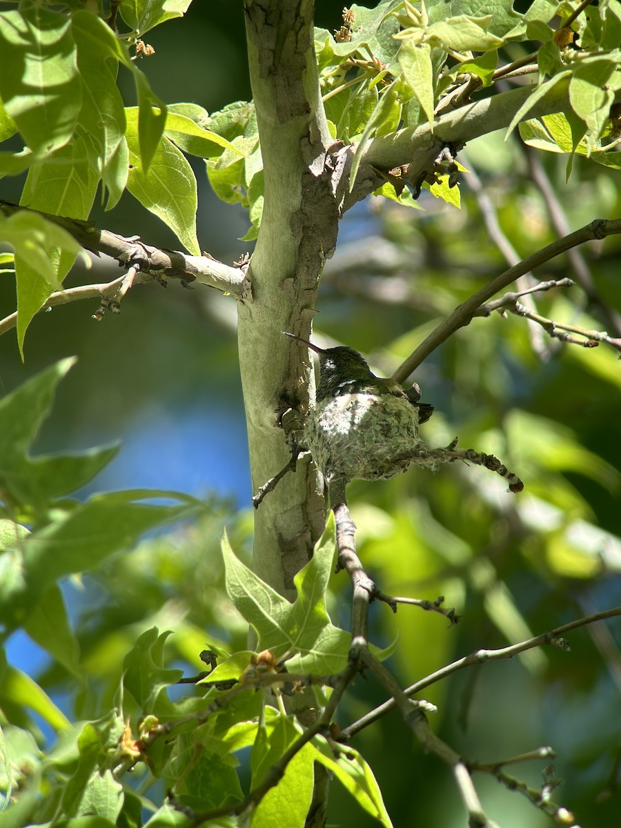 Berylline Hummingbird - Ken Blankenship