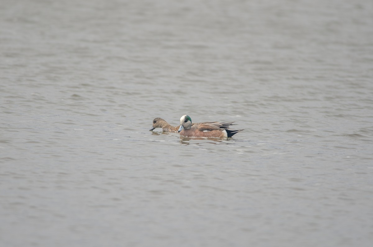 American Wigeon - Owen Sullivan