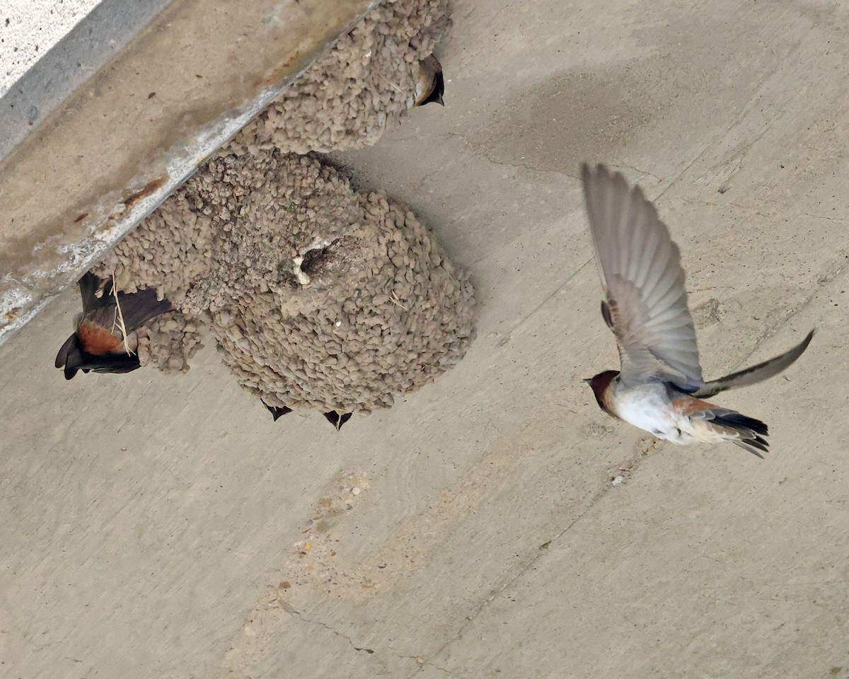 Cliff Swallow - Tom Murray