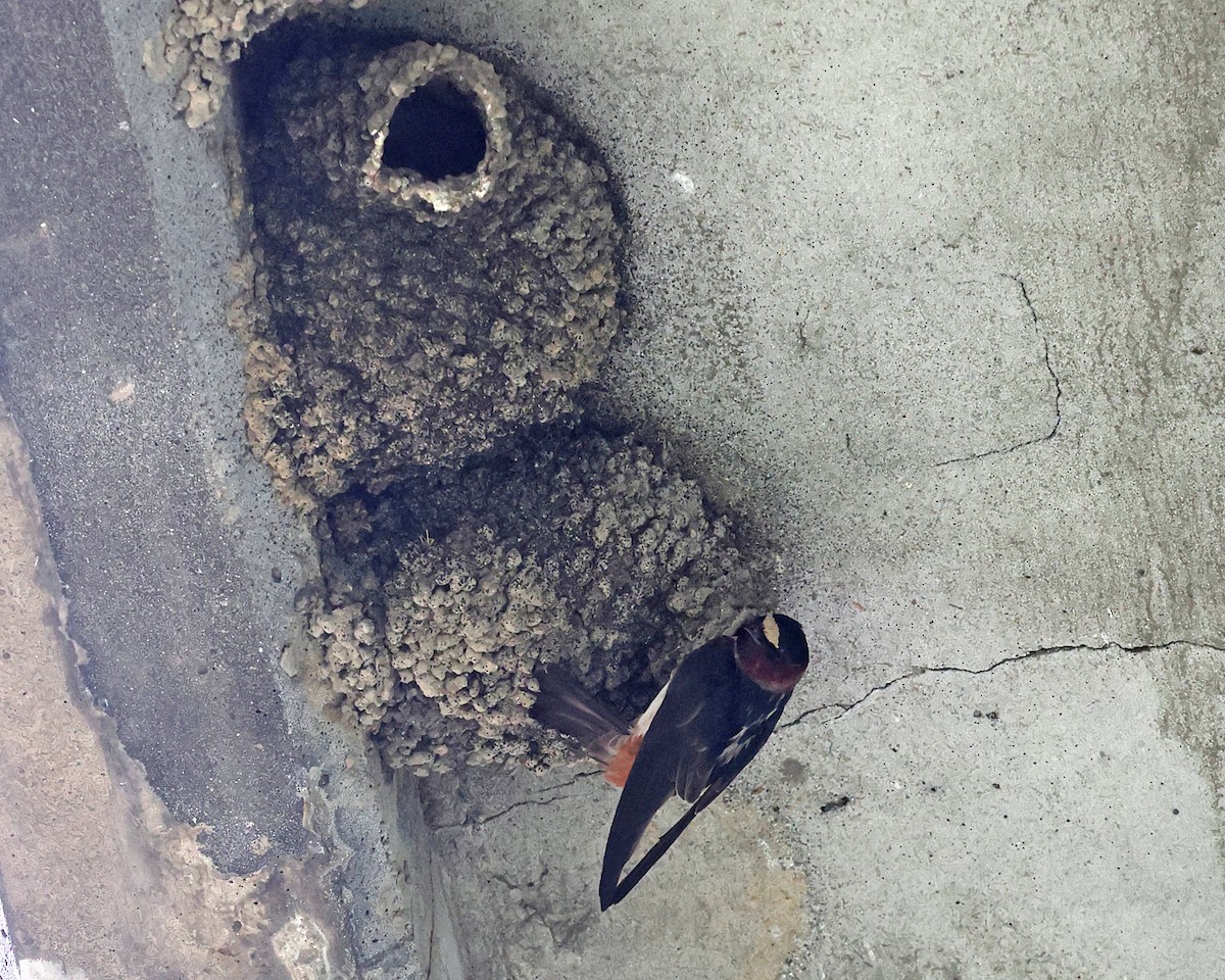 Cliff Swallow - Tom Murray