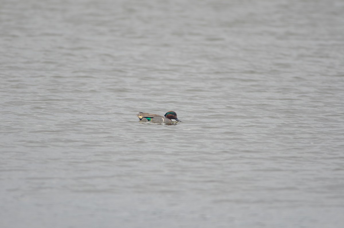 Green-winged Teal - ML619202028