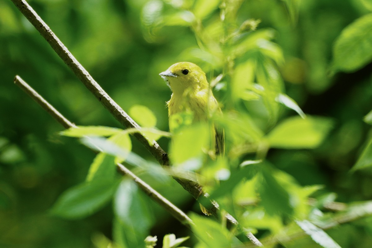 Yellow Warbler - linda kleinhenz