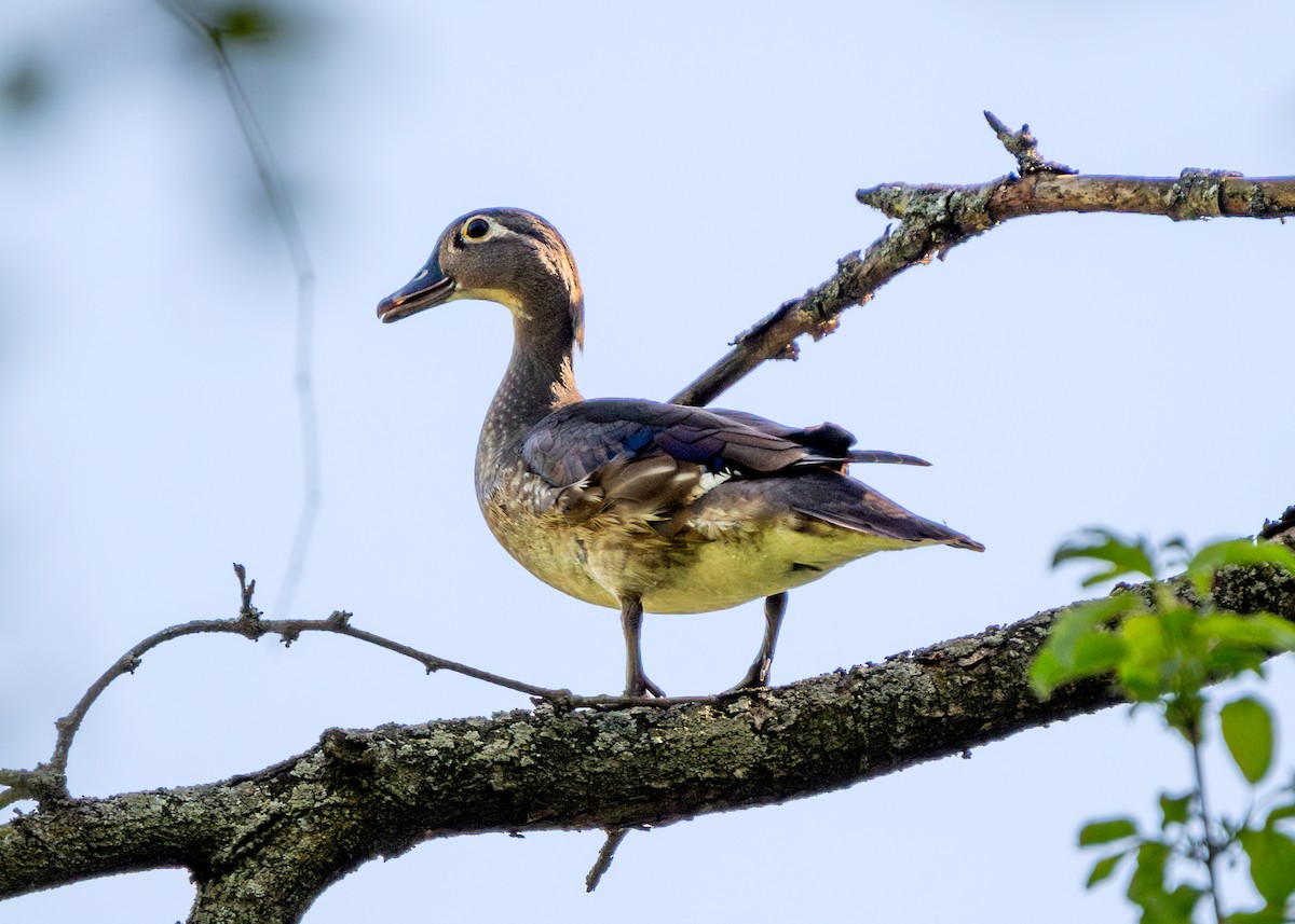 Wood Duck - Dori Eldridge