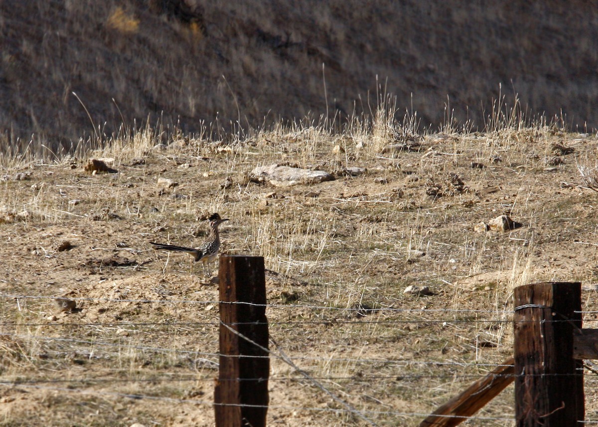 Greater Roadrunner - William Clark