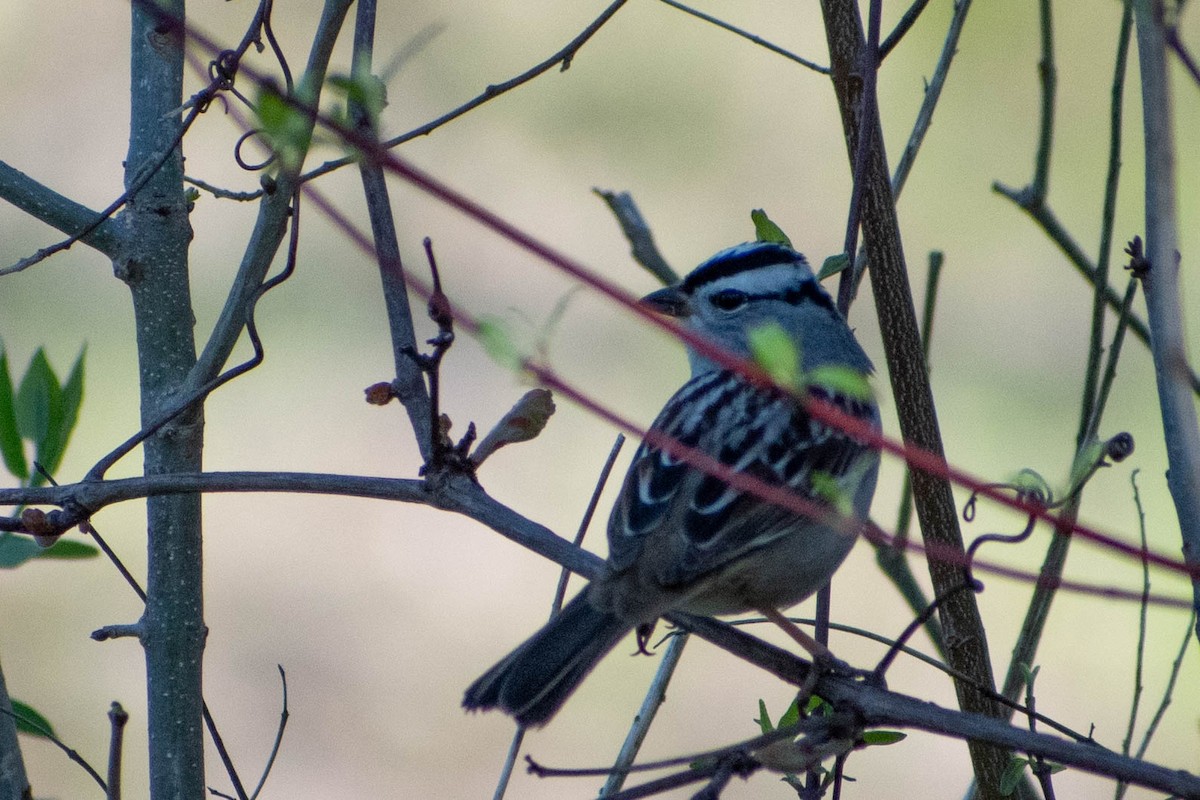 White-crowned Sparrow - Andrea Heine