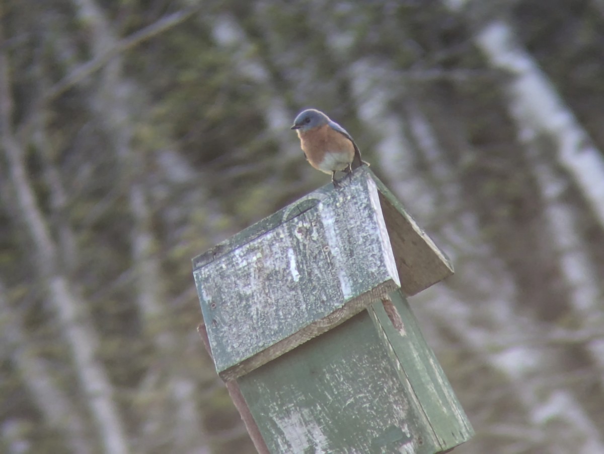 Eastern Bluebird - Gianco Angelozzi-Blanco