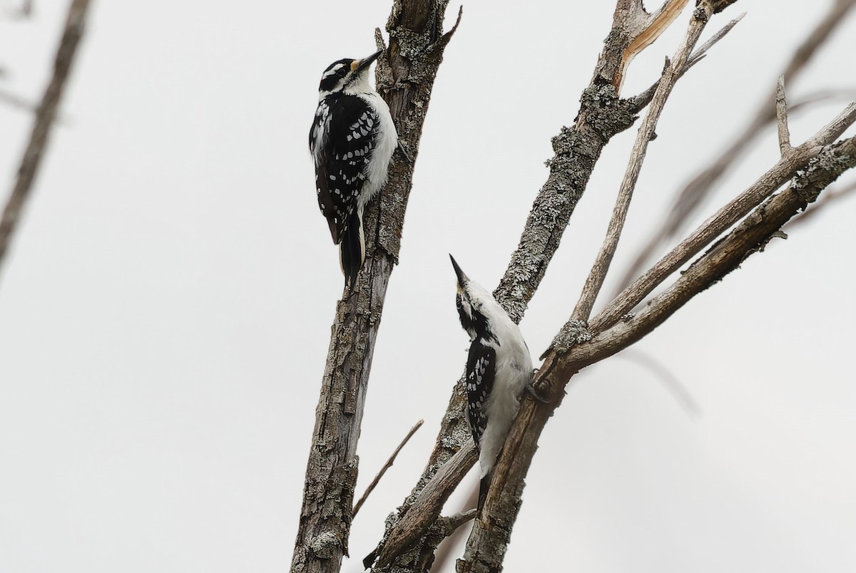 Hairy Woodpecker - Mike Van Norman