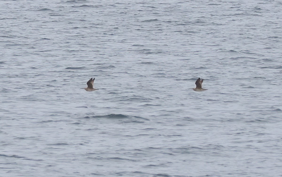 Whimbrel - Tom Benson