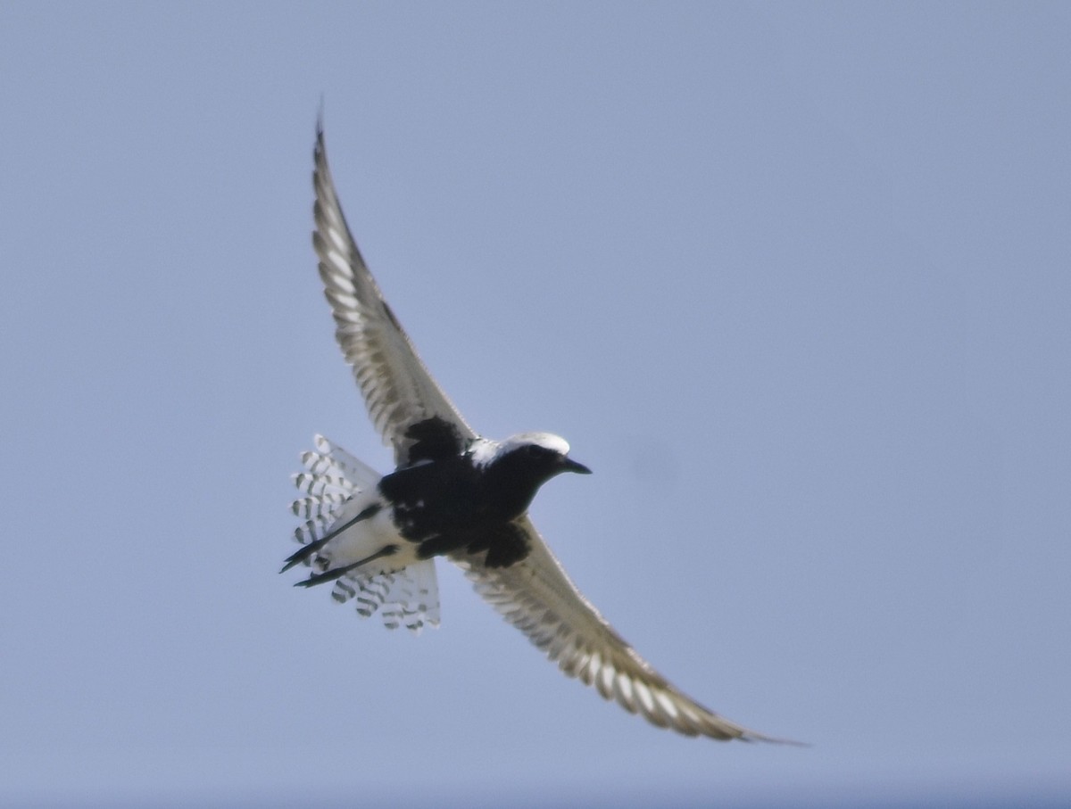 Black-bellied Plover - Delvis Yamila Sáez Hernández