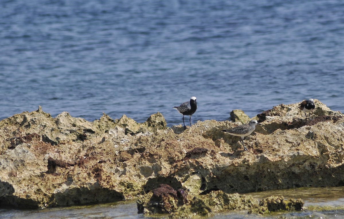 Black-bellied Plover - Delvis Yamila Sáez Hernández