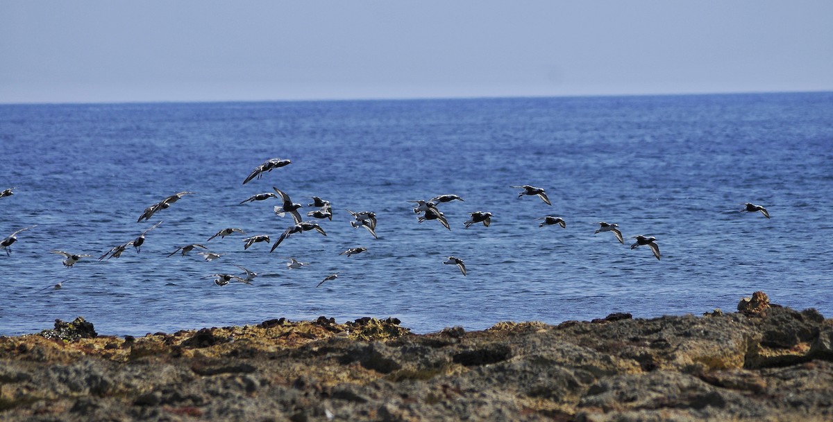 Black-bellied Plover - Delvis Yamila Sáez Hernández