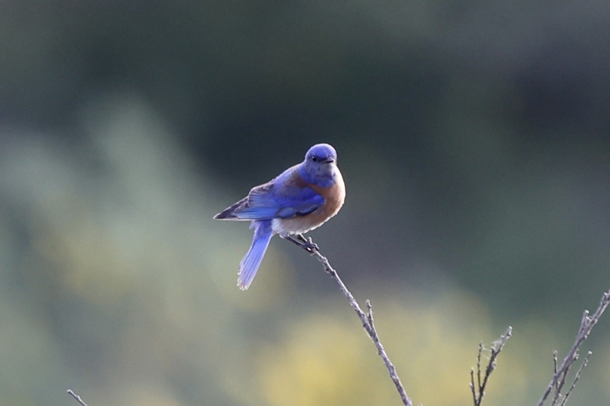 Western Bluebird - Sandy Pringle