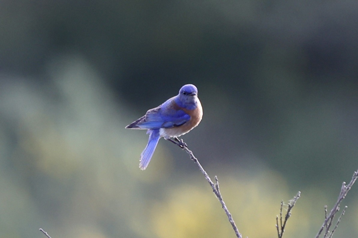 Western Bluebird - ML619202085