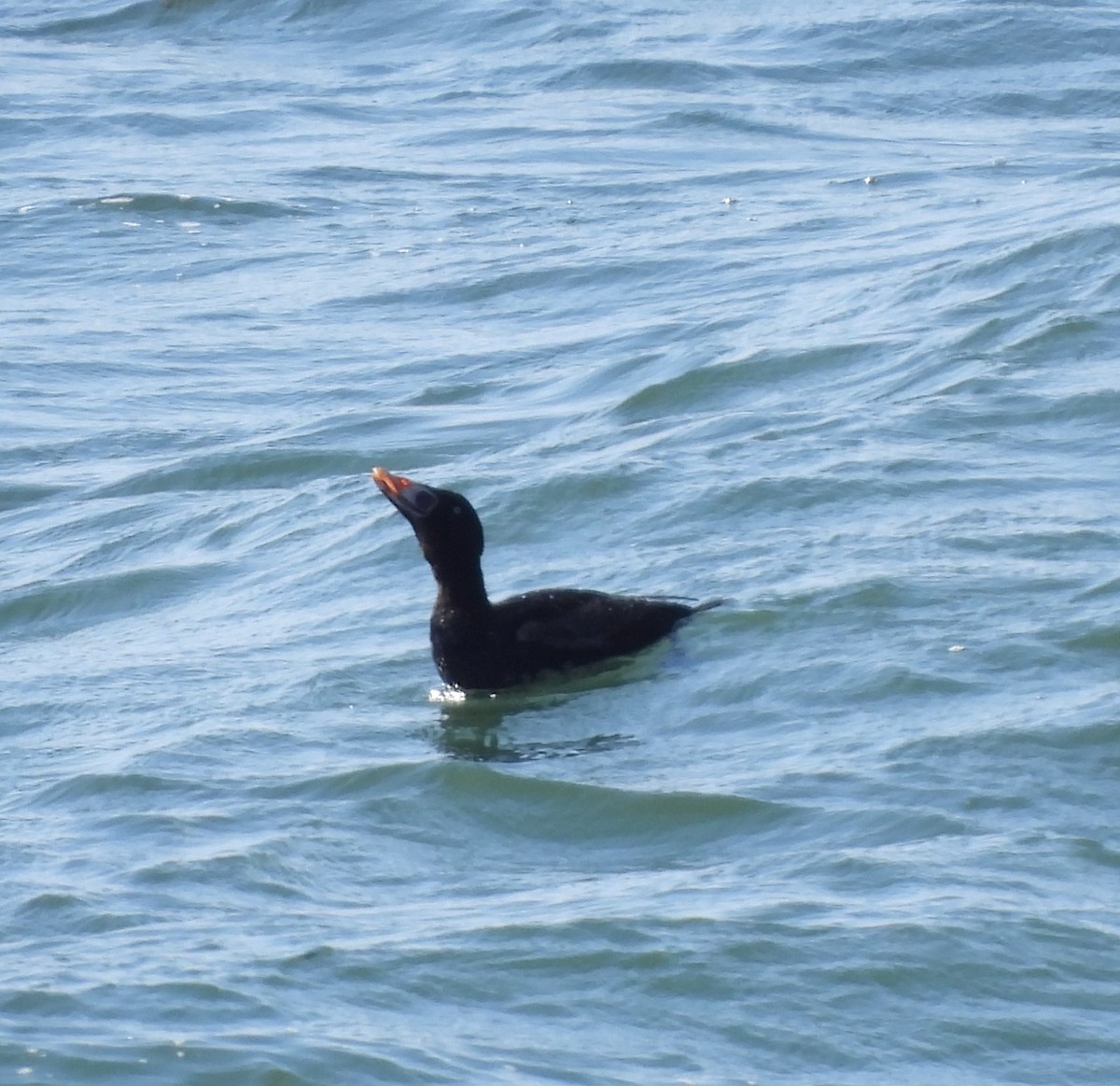 Surf Scoter - ML619202088