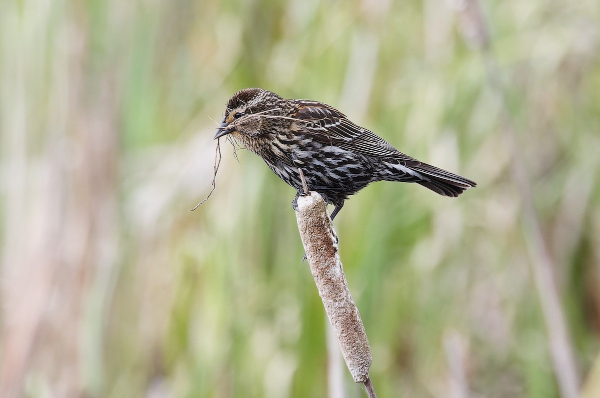 Red-winged Blackbird - Mike Van Norman