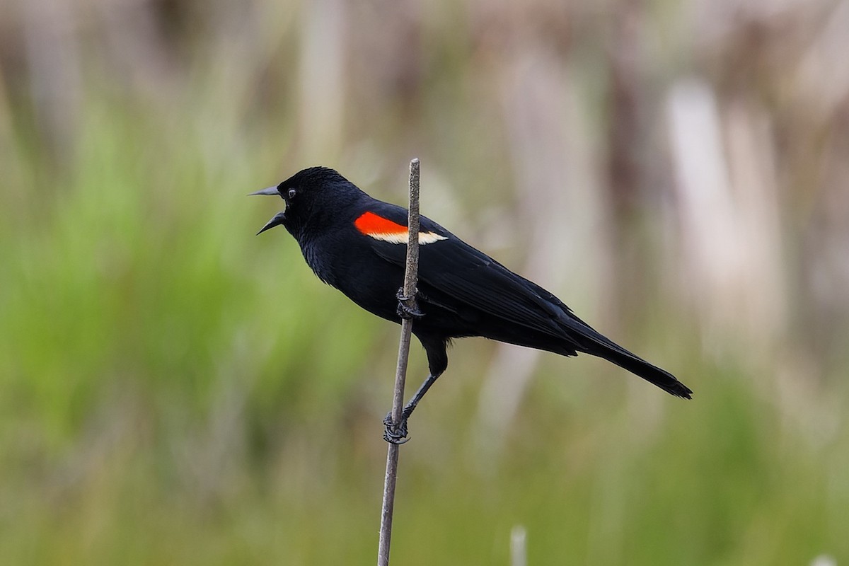 Red-winged Blackbird - Mike Van Norman