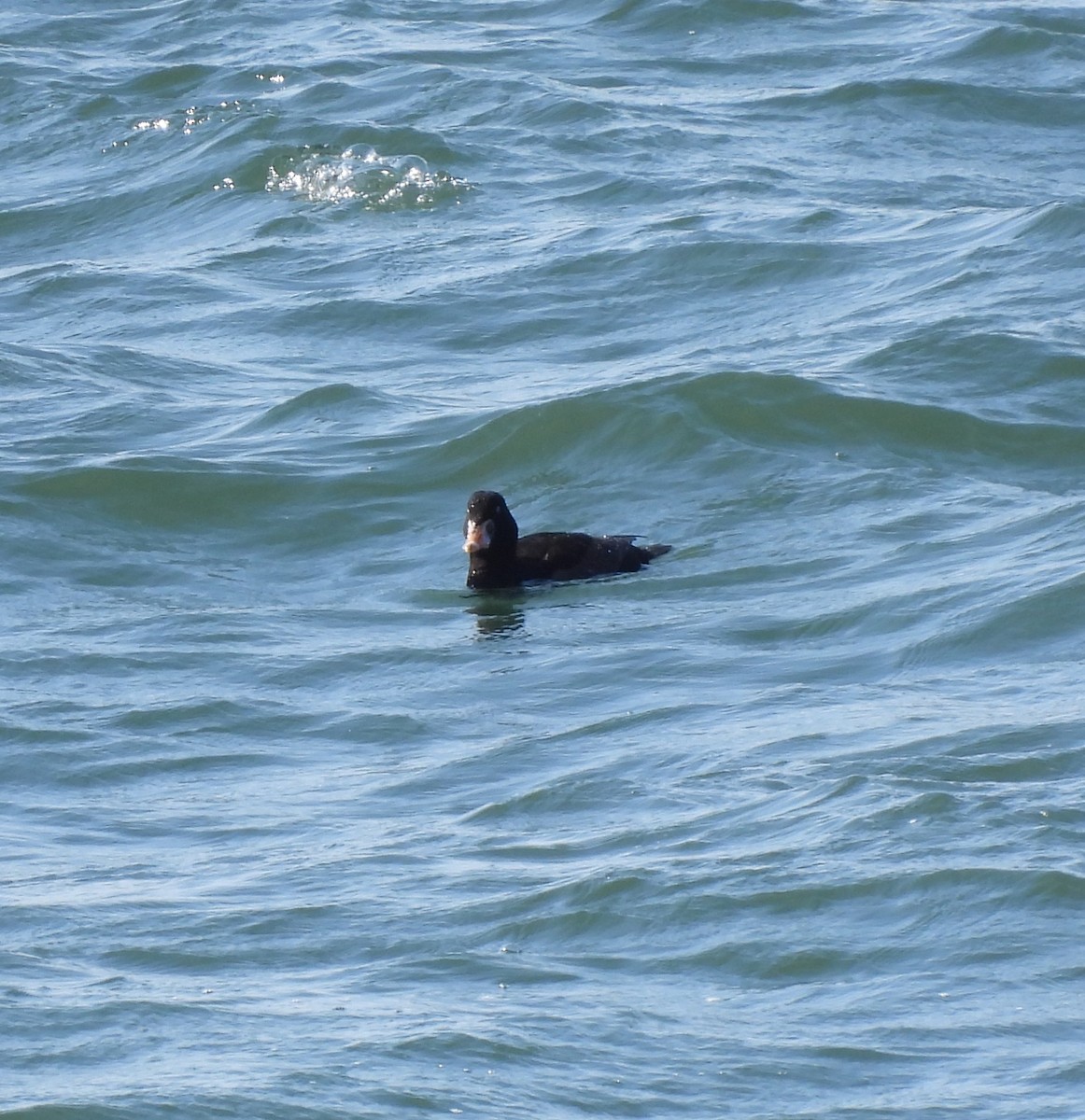 Surf Scoter - ML619202091