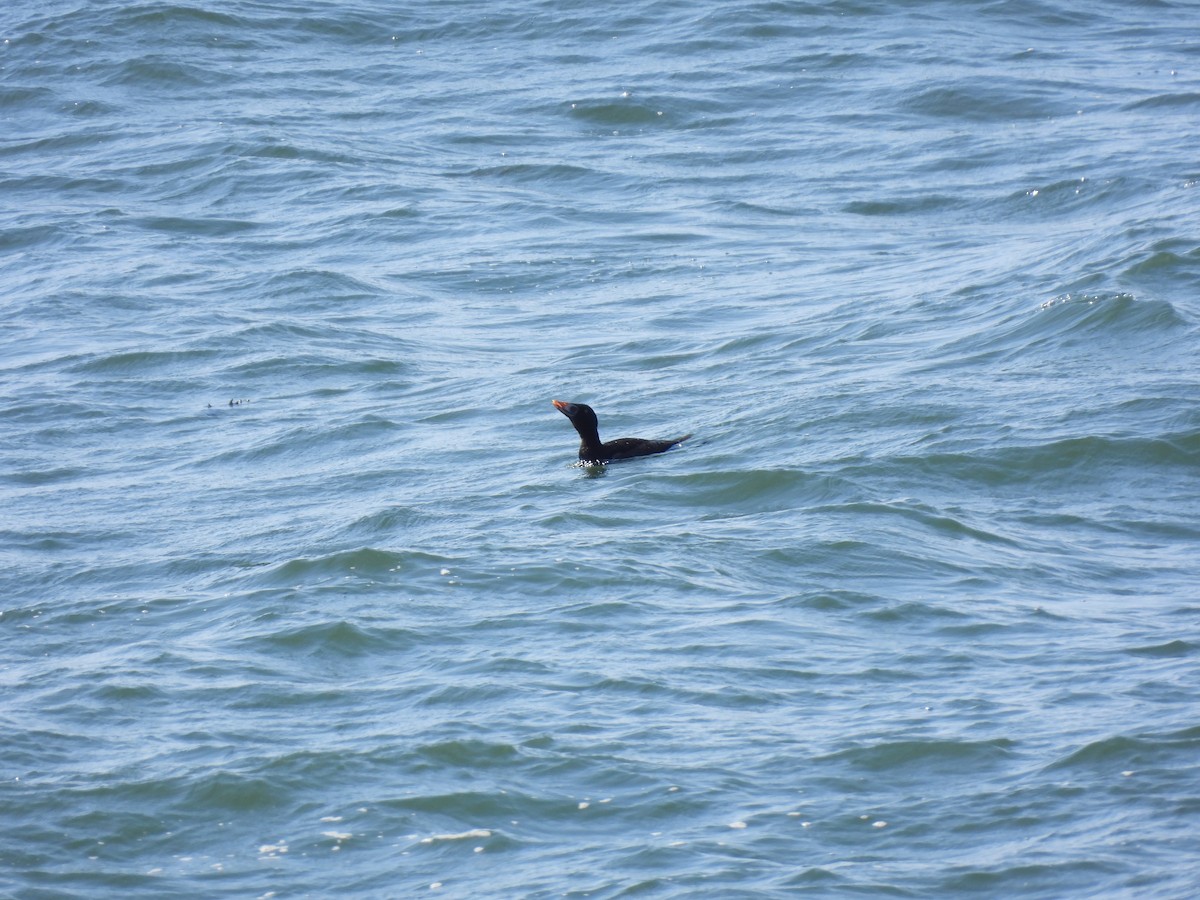 Surf Scoter - ML619202092