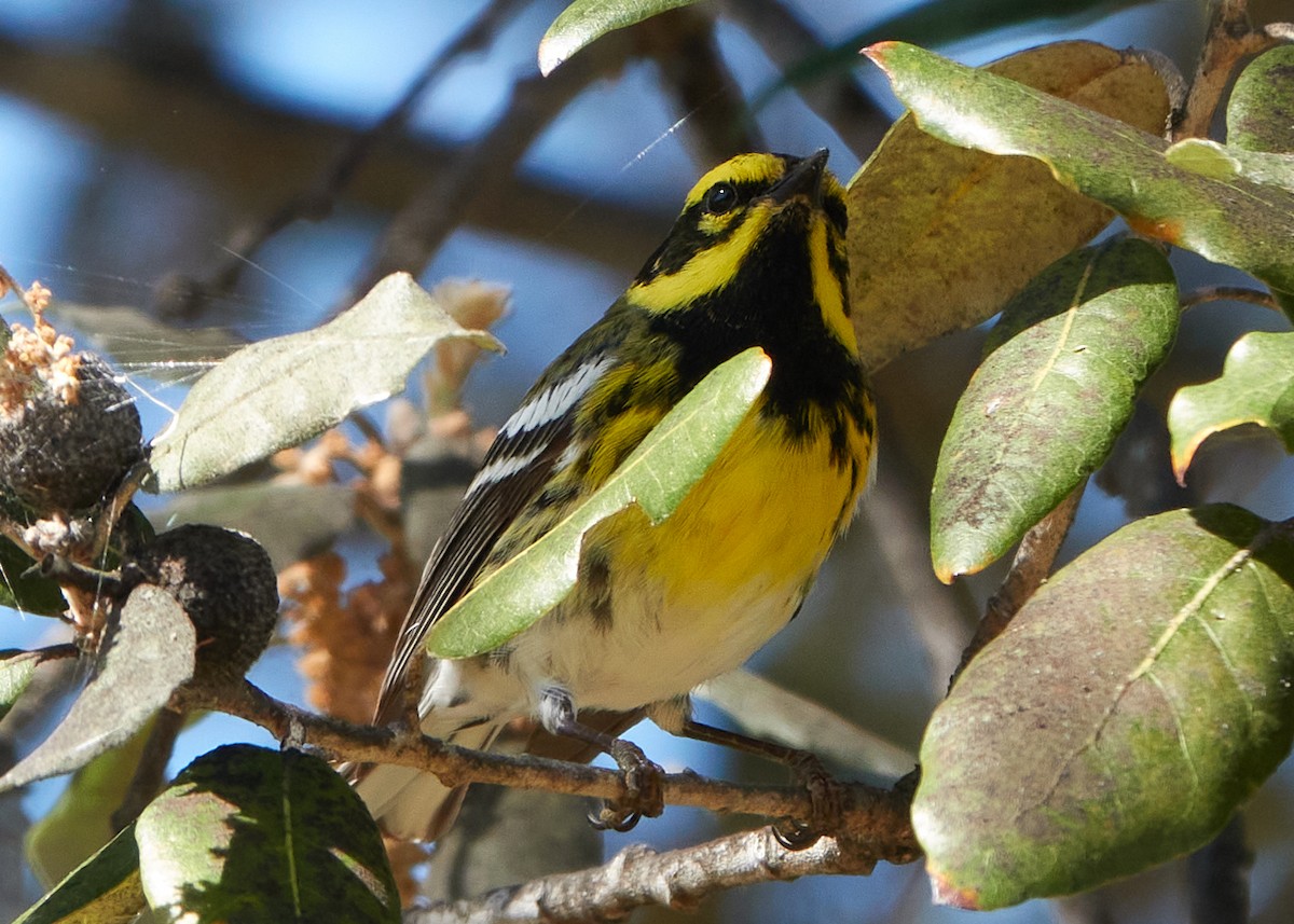 Townsend's Warbler - Evan Thomas