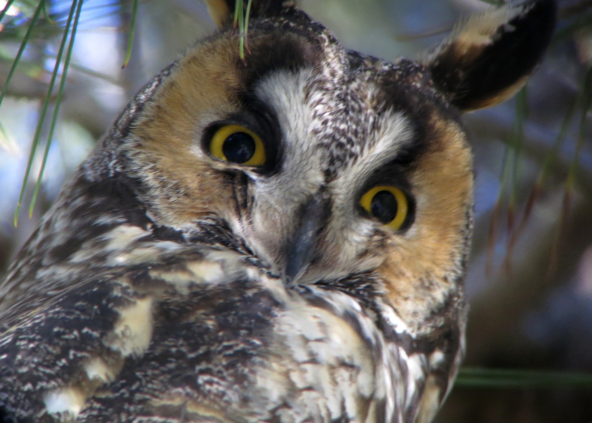 Long-eared Owl - William Clark