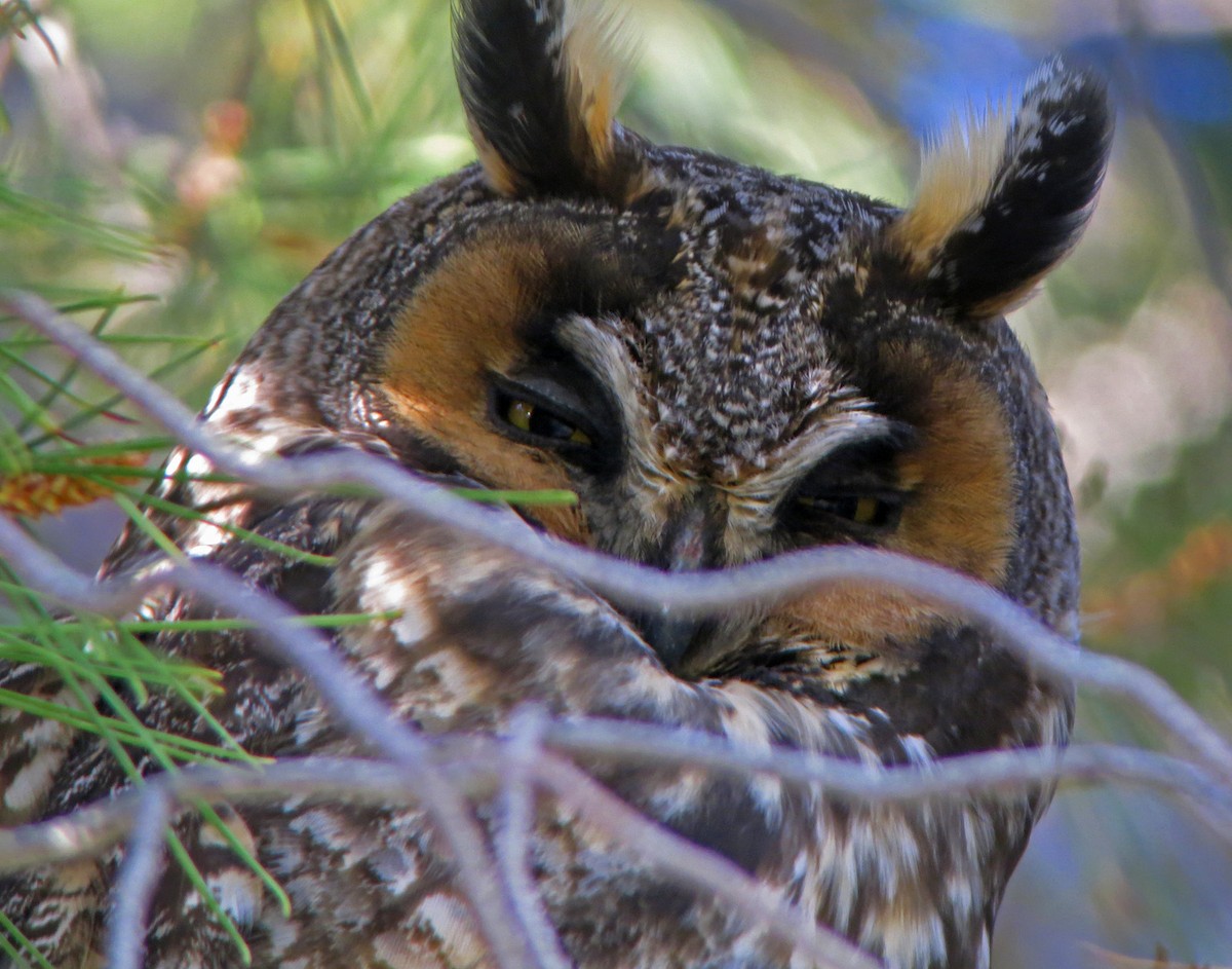 Long-eared Owl - William Clark