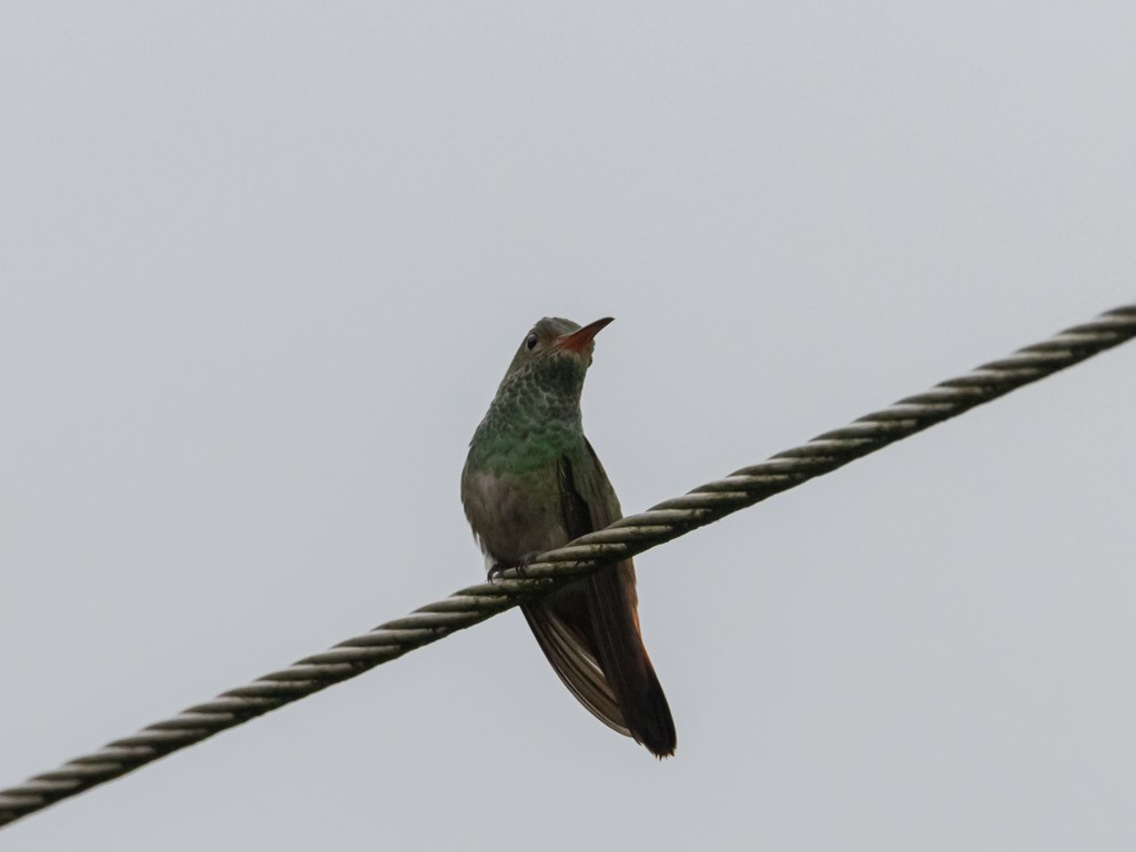 Rufous-tailed Hummingbird - OMAR JAVIER LÓPEZ GÓMEZ