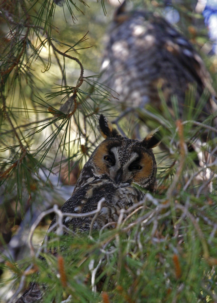 Long-eared Owl - William Clark