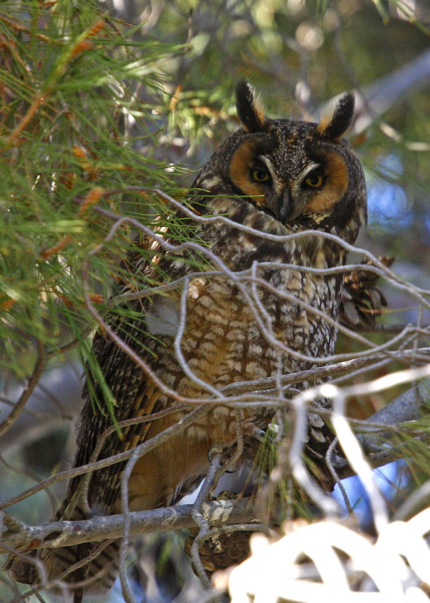 Long-eared Owl - William Clark