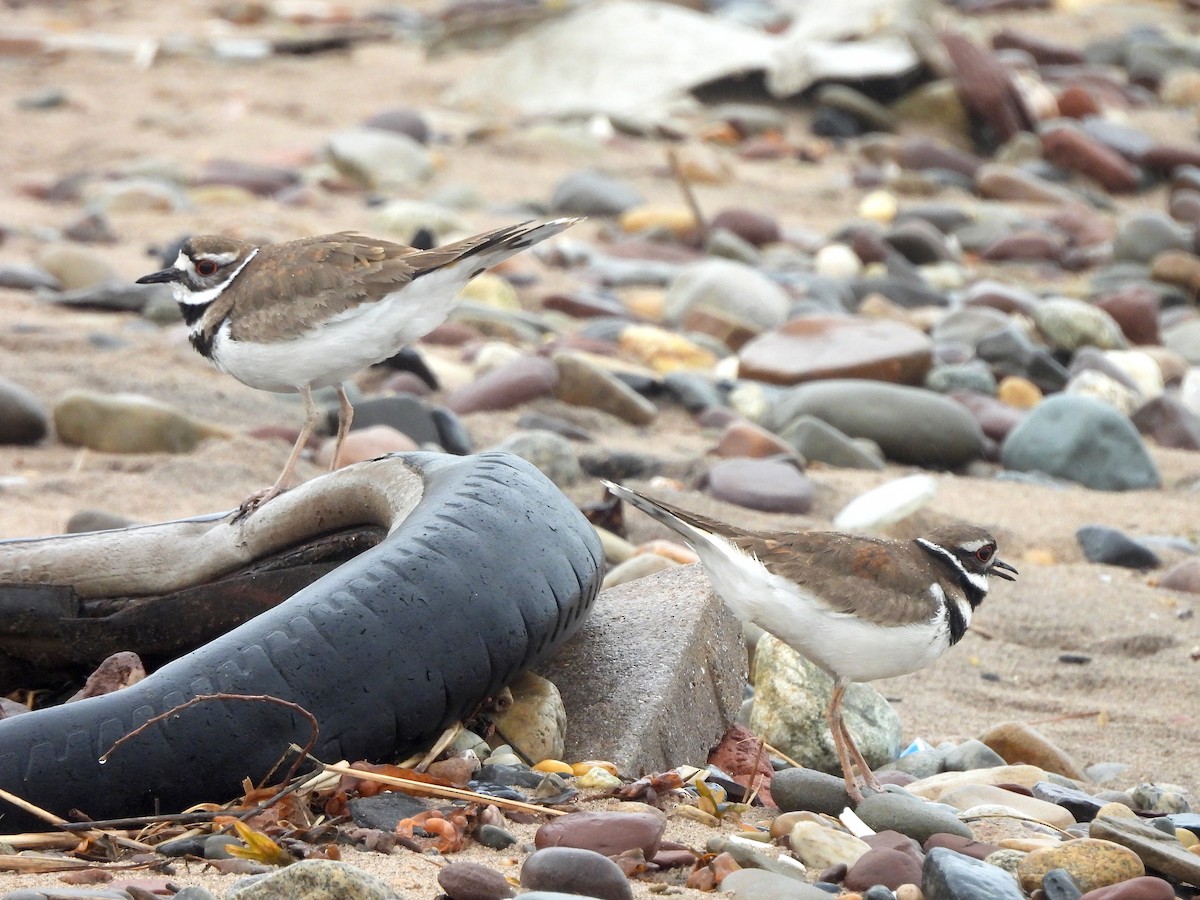 Killdeer - Nick Dawson