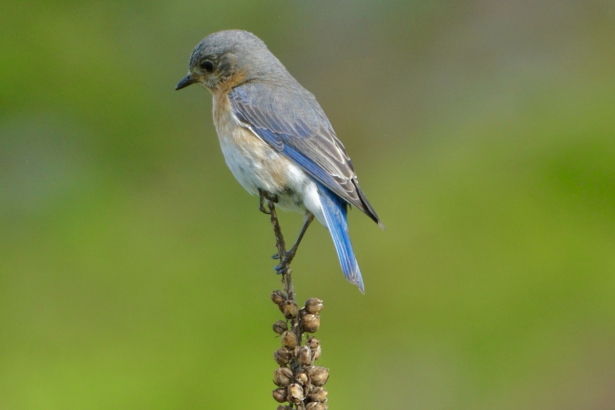 Eastern Bluebird - Laura Sisitzky