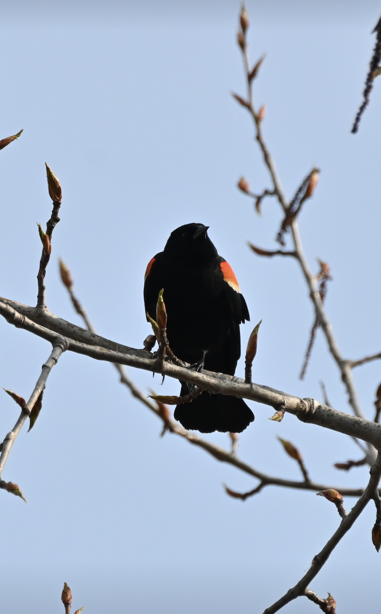 Red-winged Blackbird - Sylvie Rioux