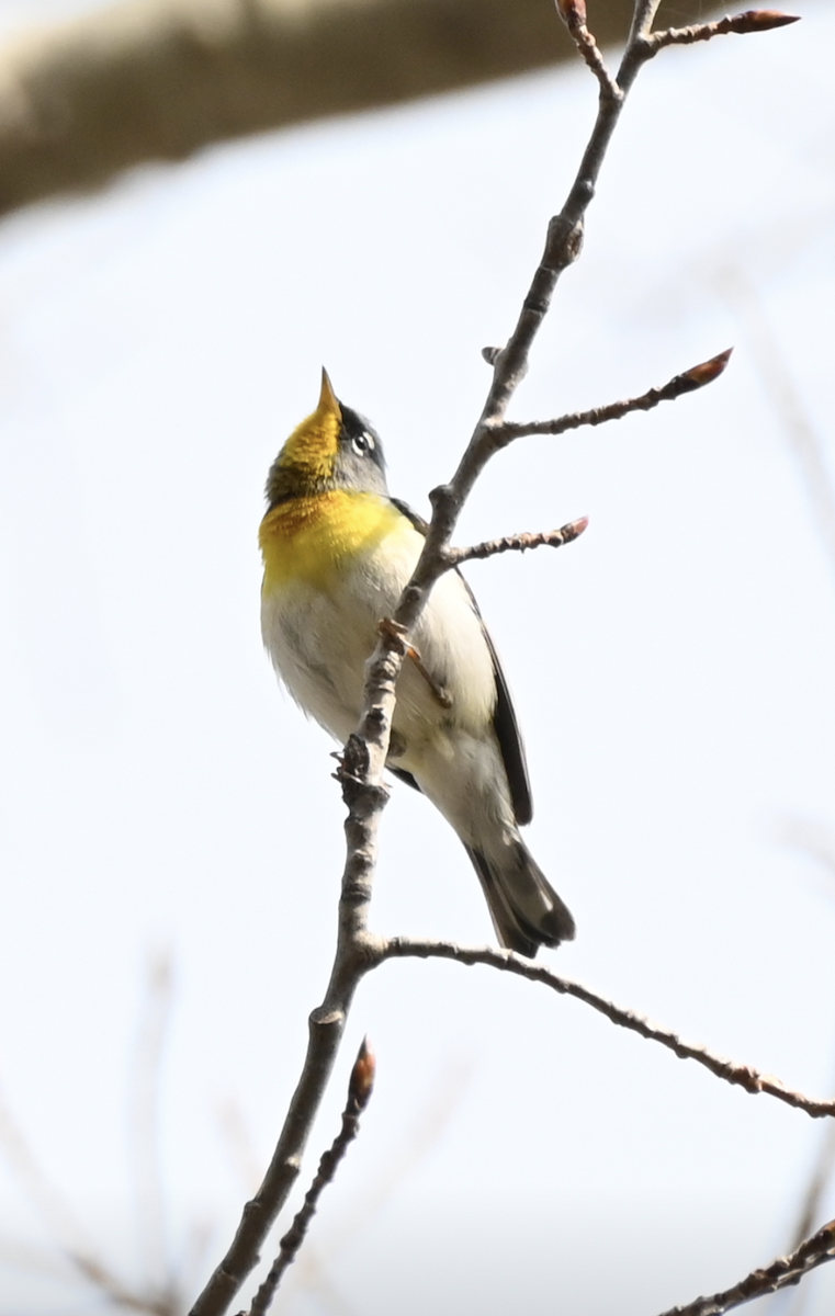 Northern Parula - Sylvie Rioux