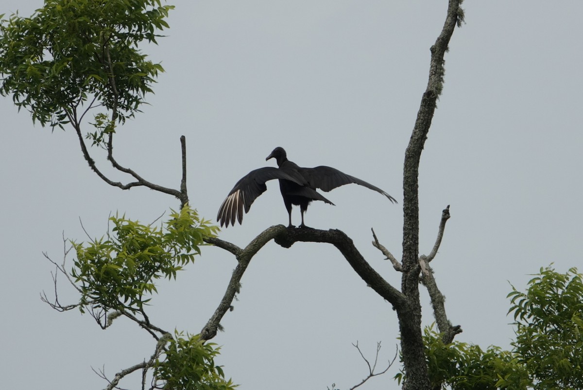 Black Vulture - deborah grimes