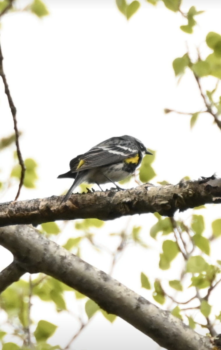 Yellow-rumped Warbler - Sylvie Rioux