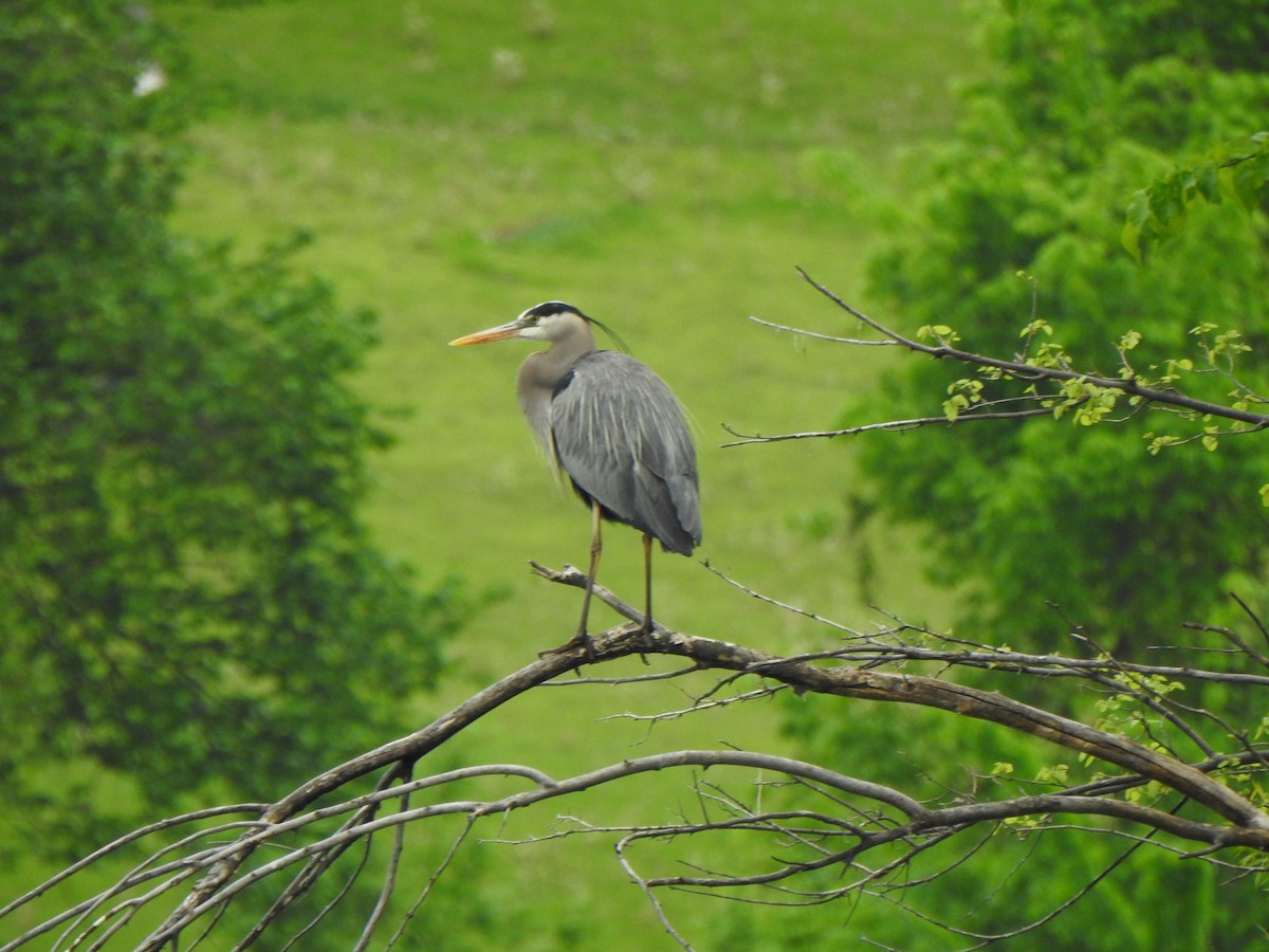 Great Blue Heron (Great Blue) - Liren Varghese