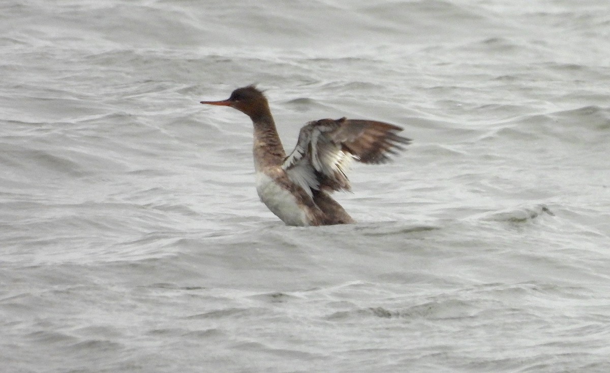 Red-breasted Merganser - ML619202184