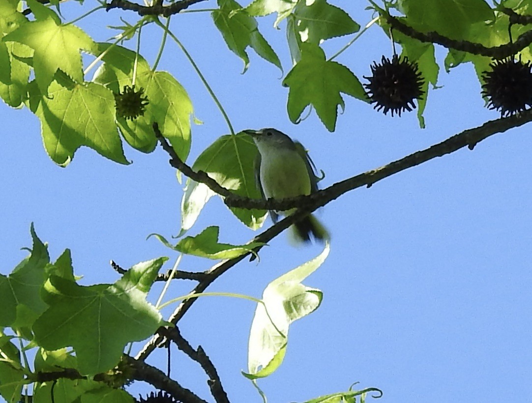 Blue-gray Gnatcatcher - Robert Mills