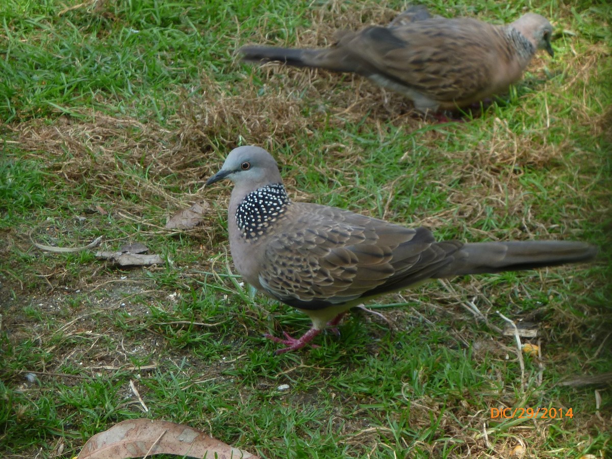 Spotted Dove - ML619202206