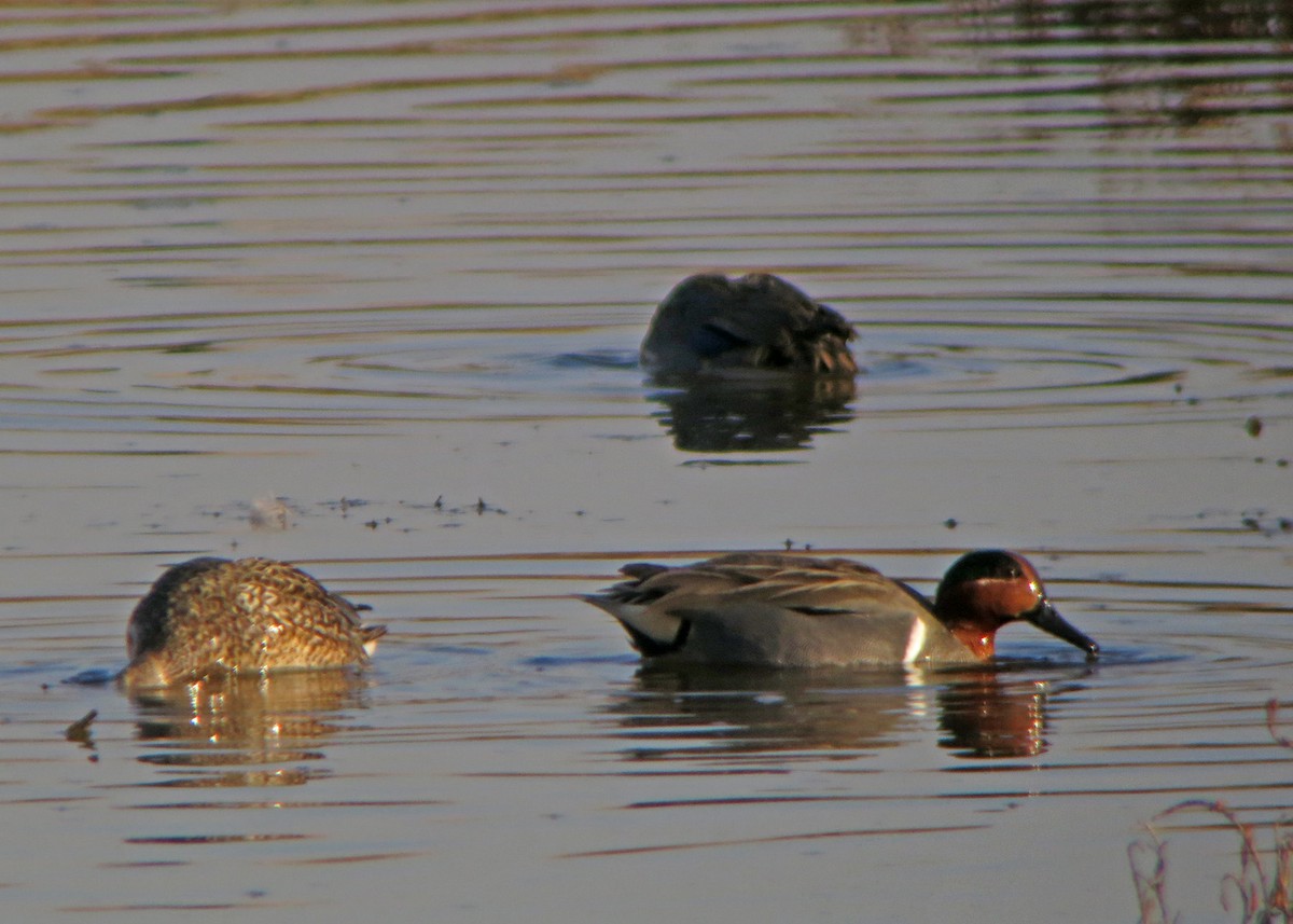 Green-winged Teal - ML619202207
