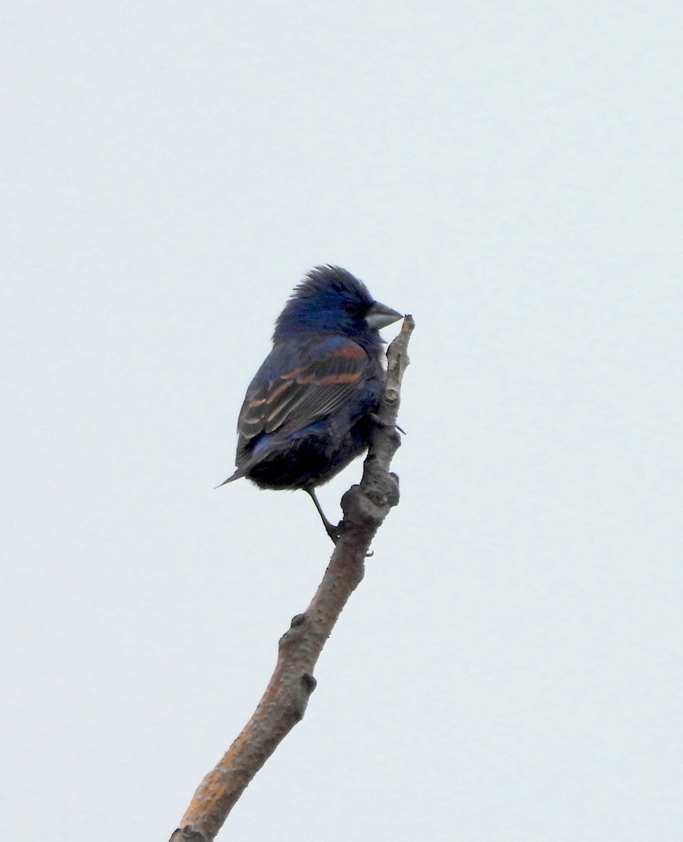 Blue Grosbeak - Nick Dawson