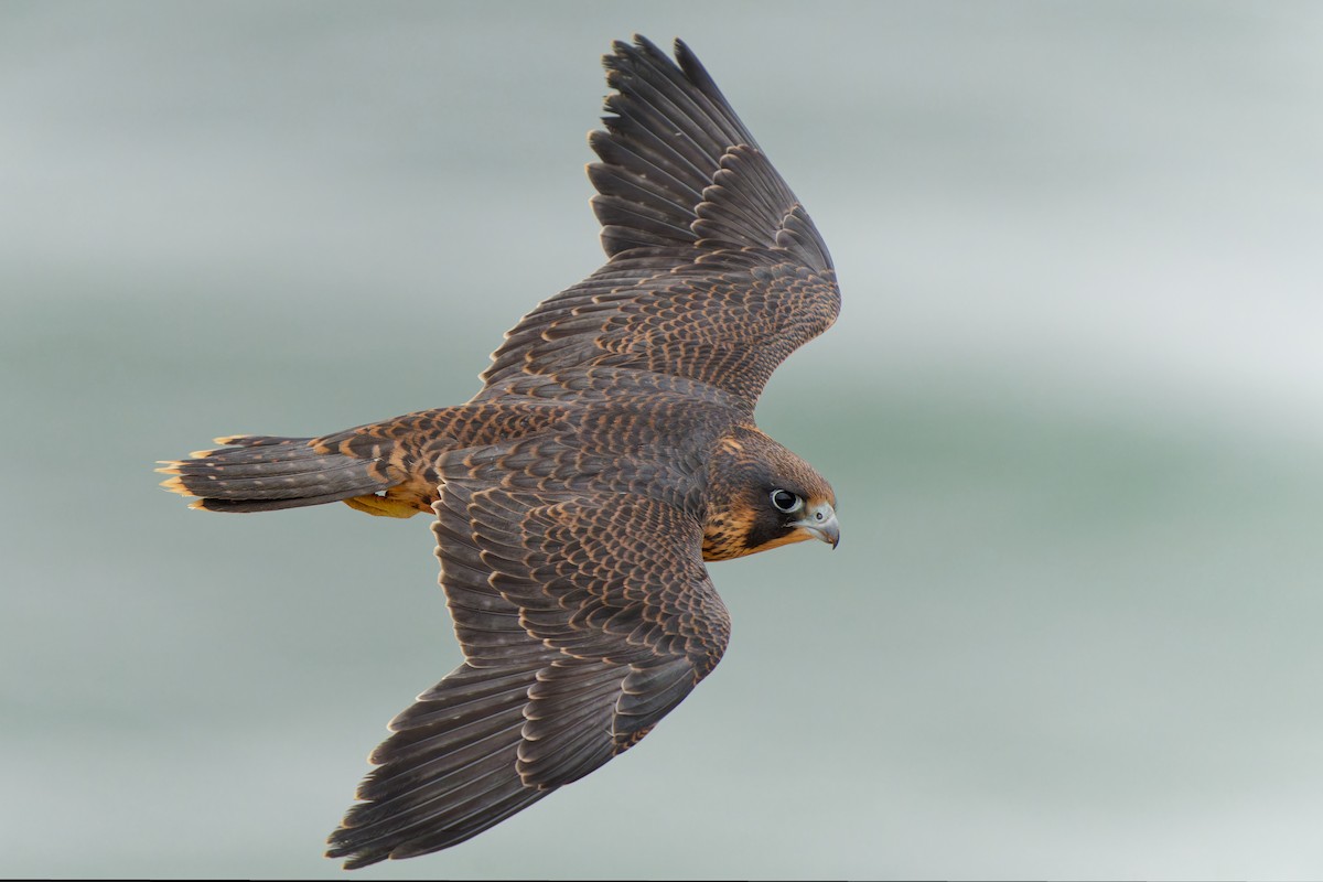 Peregrine Falcon - Jonathan Casanova