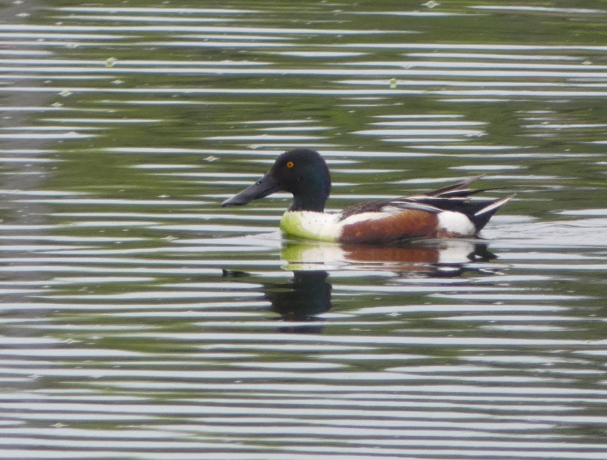 Northern Shoveler - Paul Mackenzie